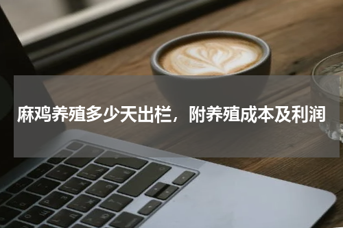 麻鸡养殖多少天出栏，附养殖成本及利润