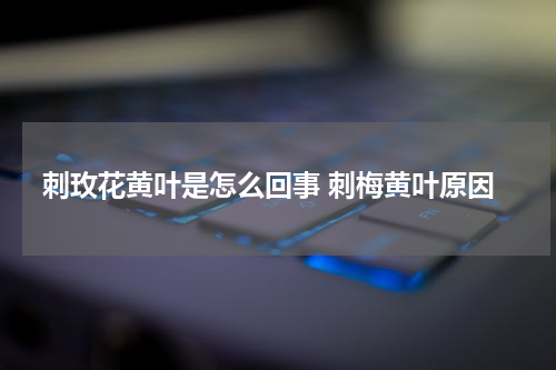 刺玫花黄叶是怎么回事 刺梅黄叶原因