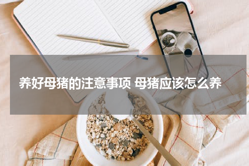 养好母猪的注意事项 母猪应该怎么养