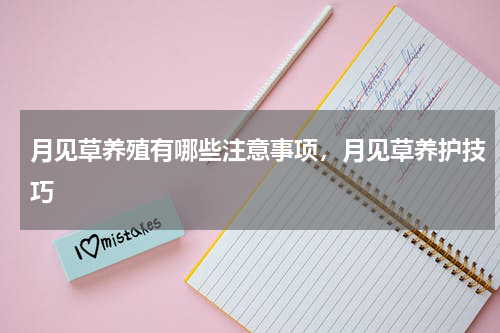 月见草养殖有哪些注意事项，月见草养护技巧