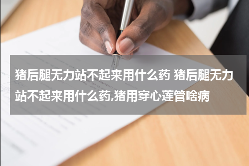 猪后腿无力站不起来用什么药 猪后腿无力站不起来用什么药,猪用穿心莲管啥病