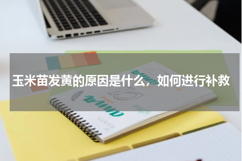 玉米苗发黄的原因是什么，如何进行补救