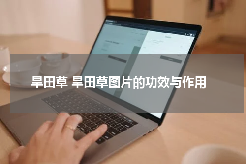 旱田草 旱田草图片的功效与作用