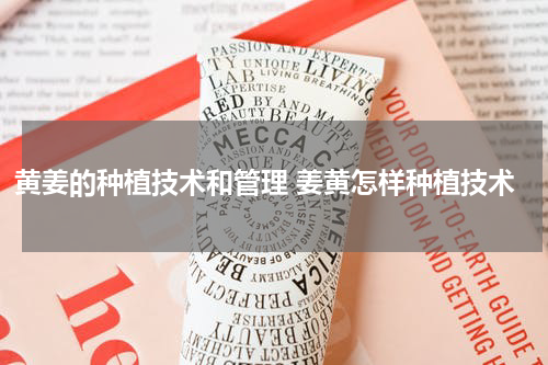 黄姜的种植技术和管理 姜黄怎样种植技术