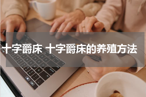 十字爵床 十字爵床的养殖方法