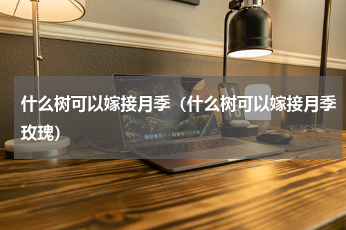 什么树可以嫁接月季（什么树可以嫁接月季玫瑰）