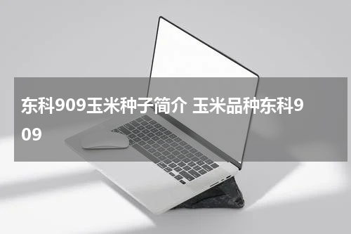 东科909玉米种子简介 玉米品种东科909