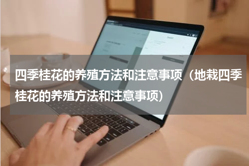 四季桂花的养殖方法和注意事项（地栽四季桂花的养殖方法和注意事项）