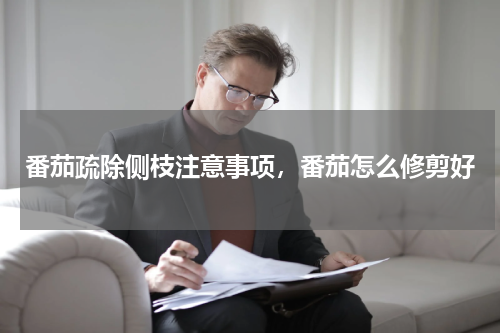 番茄疏除侧枝注意事项，番茄怎么修剪好