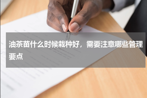 油茶苗什么时候栽种好，需要注意哪些管理要点