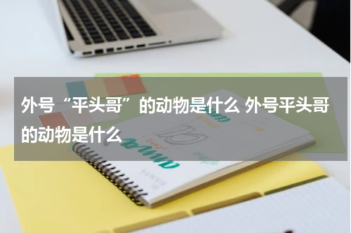 外号“平头哥”的动物是什么 外号平头哥的动物是什么
