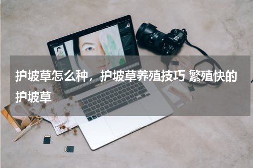 护坡草怎么种，护坡草养殖技巧 繁殖快的护坡草