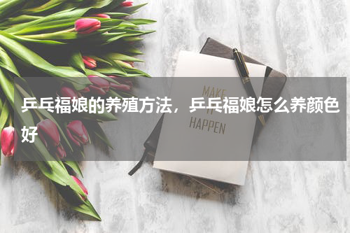 乒乓福娘的养殖方法，乒乓福娘怎么养颜色好