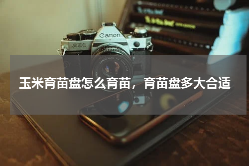 玉米育苗盘怎么育苗，育苗盘多大合适
