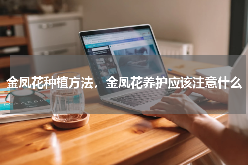 金凤花种植方法，金凤花养护应该注意什么