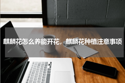 麒麟花怎么养能开花，麒麟花种植注意事项
