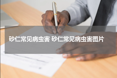 砂仁常见病虫害 砂仁常见病虫害图片