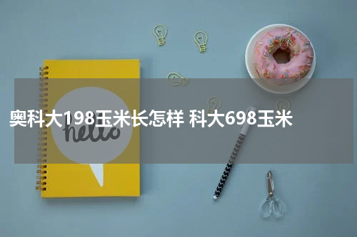 奥科大198玉米长怎样 科大698玉米