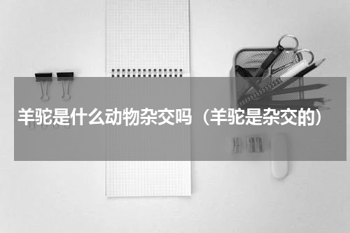 羊驼是什么动物杂交吗（羊驼是杂交的）
