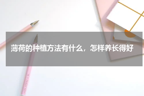 薄荷的种植方法有什么，怎样养长得好