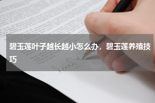 碧玉莲叶子越长越小怎么办，碧玉莲养殖技巧