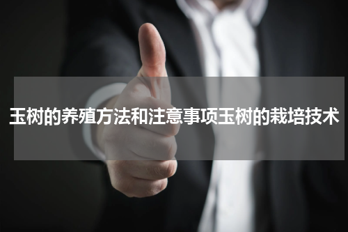 玉树的养殖方法和注意事项玉树的栽培技术