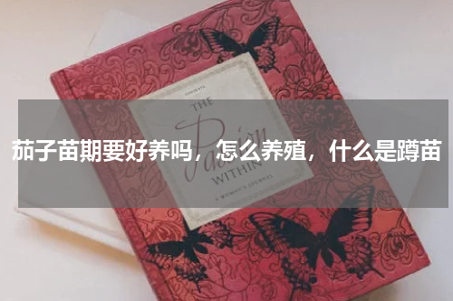 茄子苗期要好养吗，怎么养殖，什么是蹲苗