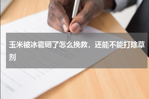 玉米被冰雹砸了怎么挽救，还能不能打除草剂