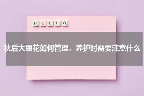 秋后大丽花如何管理，养护时需要注意什么