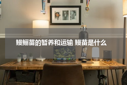 鳗鲡苗的暂养和运输 鳗苗是什么