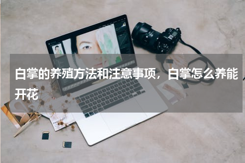 白掌的养殖方法和注意事项，白掌怎么养能开花