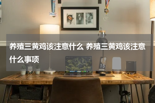 养殖三黄鸡该注意什么 养殖三黄鸡该注意什么事项
