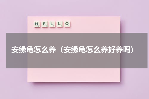 安缘龟怎么养（安缘龟怎么养好养吗）