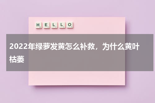 2022年绿萝发黄怎么补救，为什么黄叶枯萎