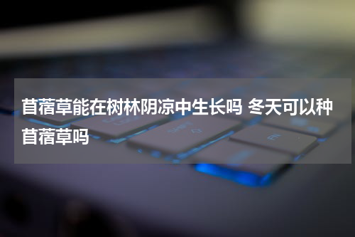 苜蓿草能在树林阴凉中生长吗 冬天可以种苜蓿草吗