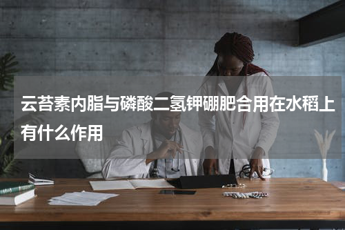 云苔素内脂与磷酸二氢钾硼肥合用在水稻上有什么作用