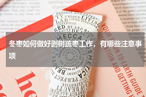 冬枣如何做好剥树疏枣工作，有哪些注意事项