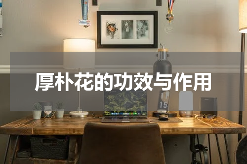 厚朴花的功效与作用
