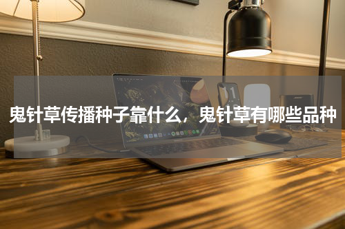 鬼针草传播种子靠什么，鬼针草有哪些品种