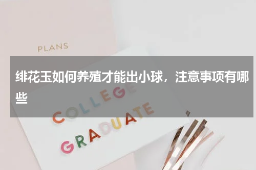 绯花玉如何养殖才能出小球，注意事项有哪些