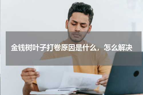 金钱树叶子打卷原因是什么，怎么解决