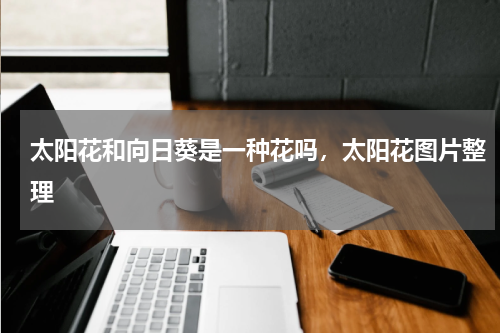 太阳花和向日葵是一种花吗，太阳花图片整理