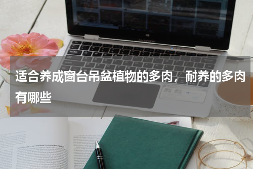 适合养成窗台吊盆植物的多肉，耐养的多肉有哪些
