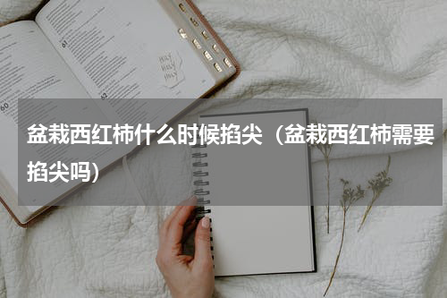 盆栽西红柿什么时候掐尖（盆栽西红柿需要掐尖吗）