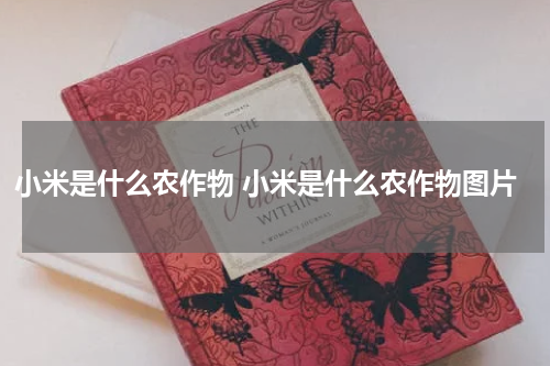小米是什么农作物 小米是什么农作物图片