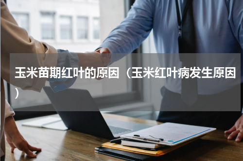 玉米苗期红叶的原因（玉米红叶病发生原因）