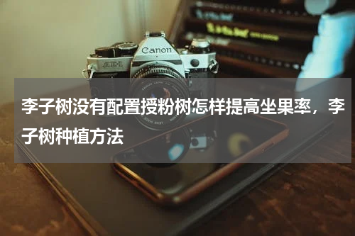 李子树没有配置授粉树怎样提高坐果率，李子树种植方法