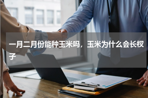 一月二月份能种玉米吗，玉米为什么会长杈子
