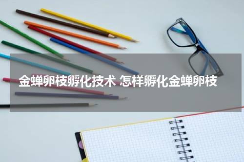 金蝉卵枝孵化技术 怎样孵化金蝉卵枝