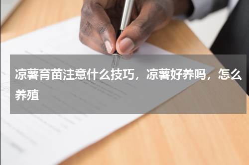 凉薯育苗注意什么技巧，凉薯好养吗，怎么养殖